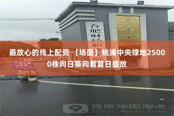最放心的线上配资 【场面】桃浦中央绿地25000株向日葵向着夏日盛放